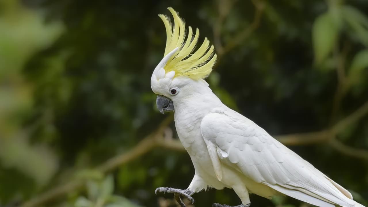 Cockatoo parrots – Local &amp; Global Delivery Amazing Birds Farm