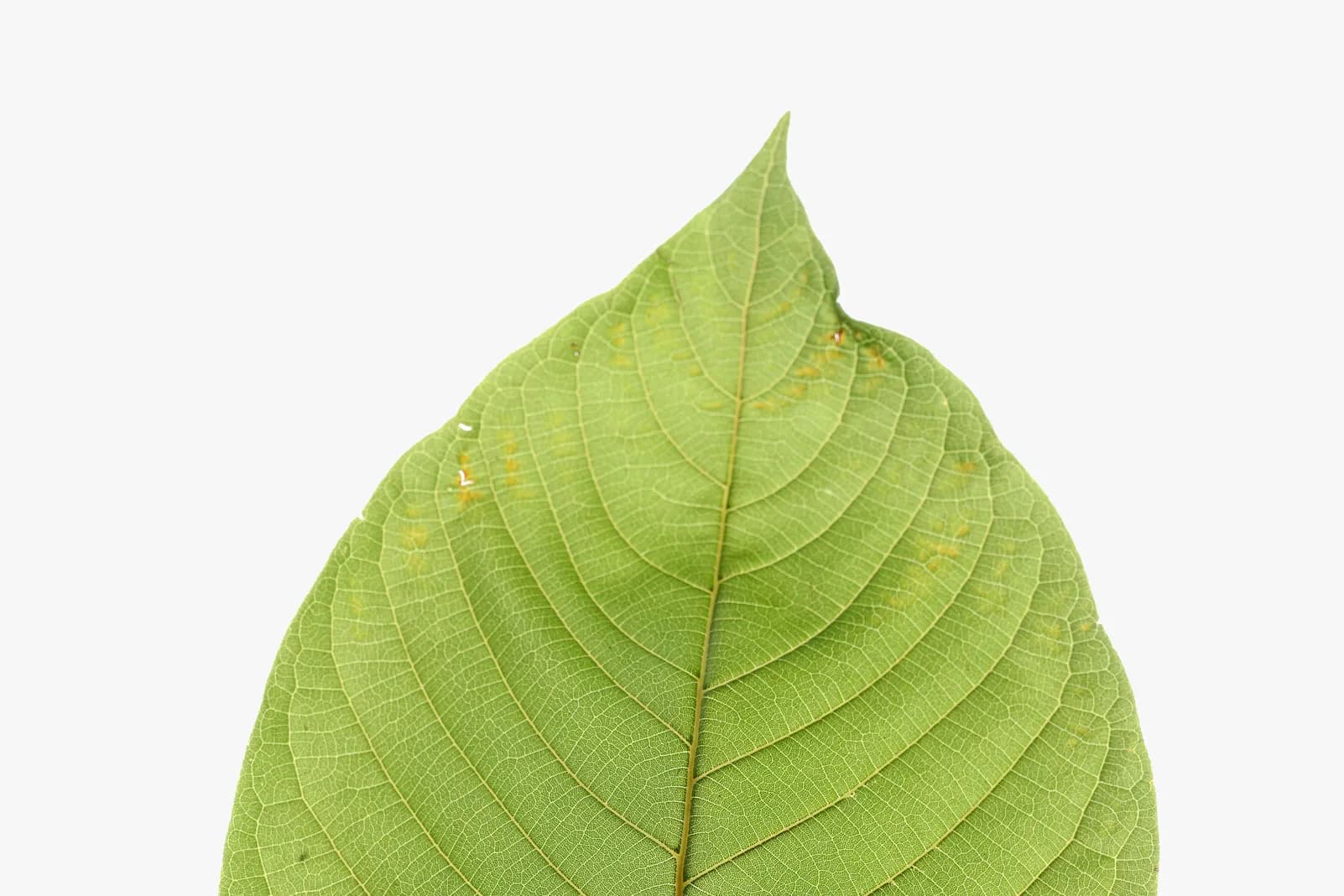 Kratom Tea Delivery Chiang Mai: The Easiest Way to Stay Refreshed