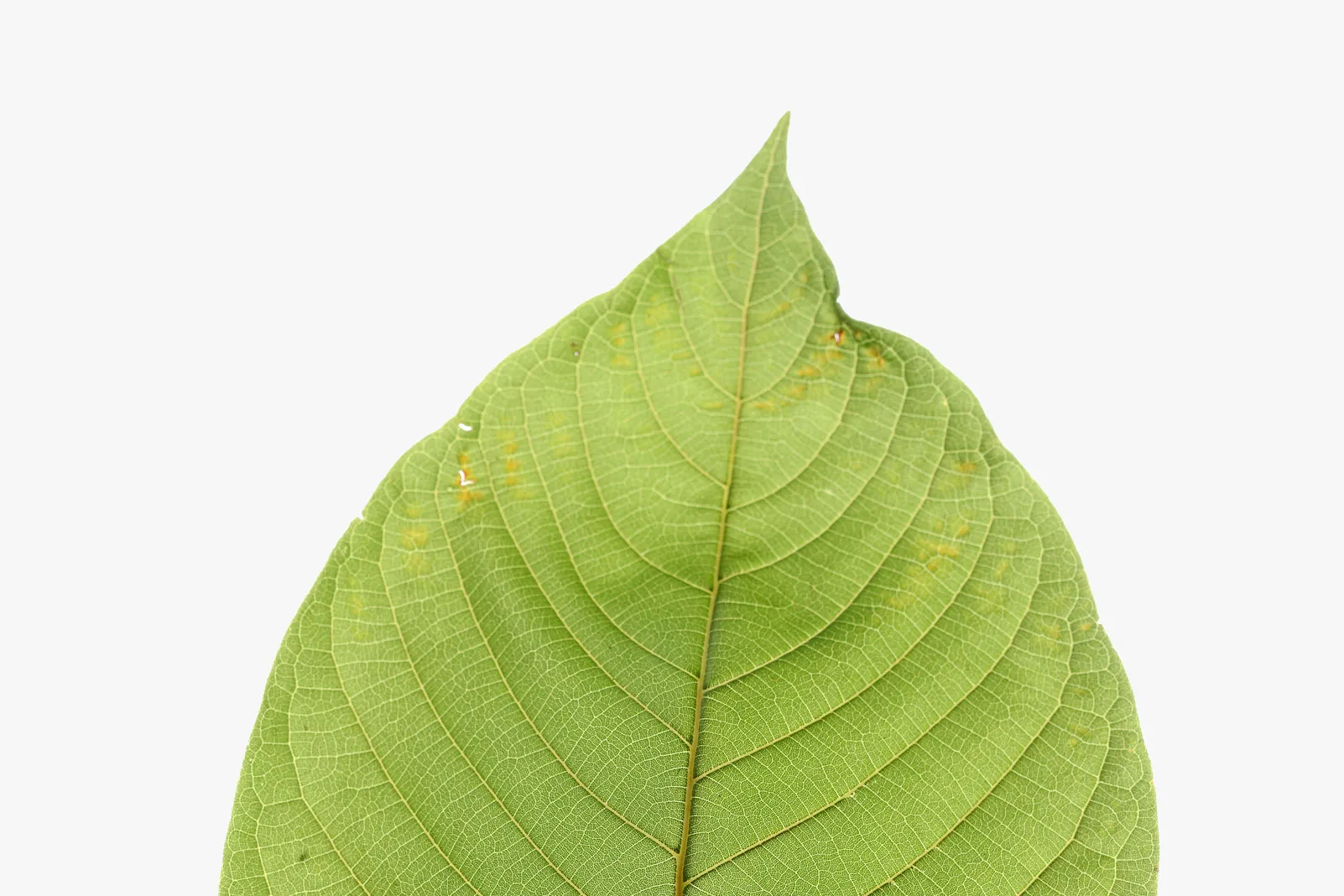 Kratom Tea Delivery Chiang Mai: The Easiest Way to Stay Refreshed