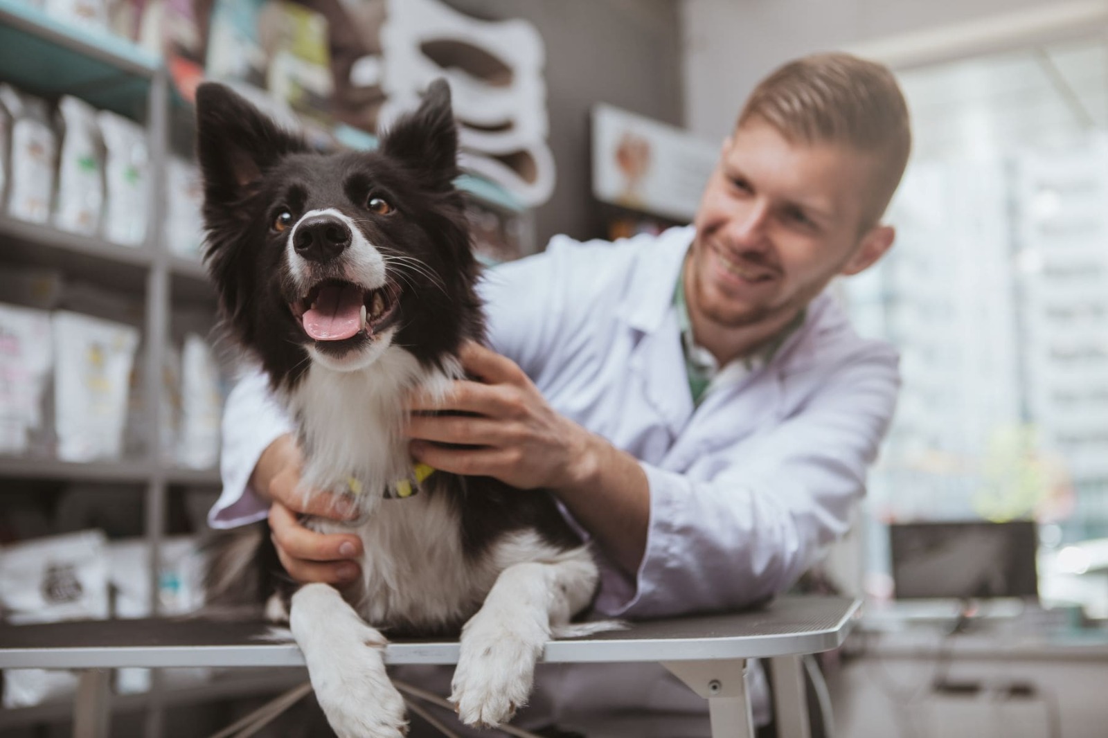 Vet Home Certs: Affordable Pet Travel Certificates at Hand