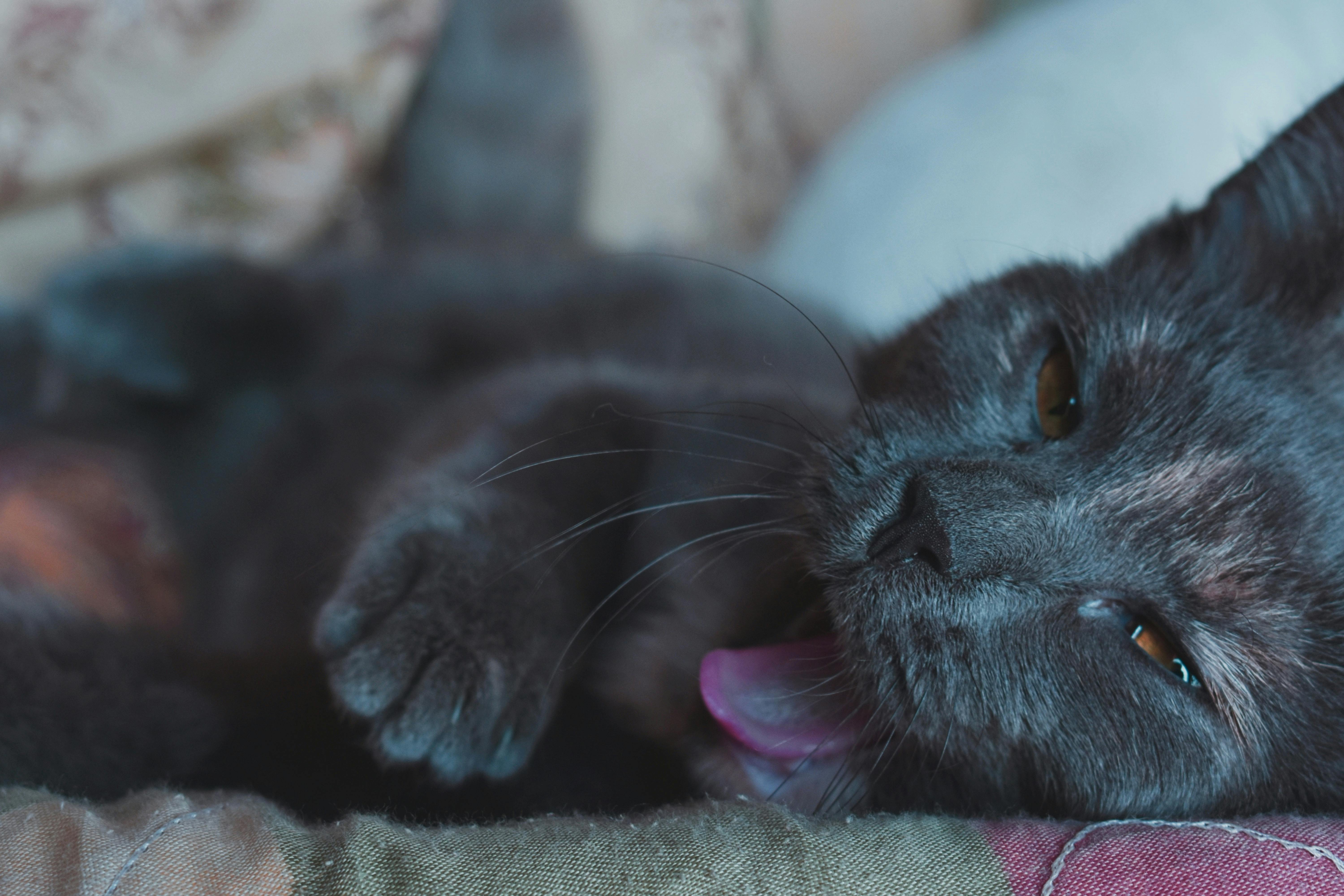 Coon Cats for Sale in California – Visit Amore Cattery in Roseville