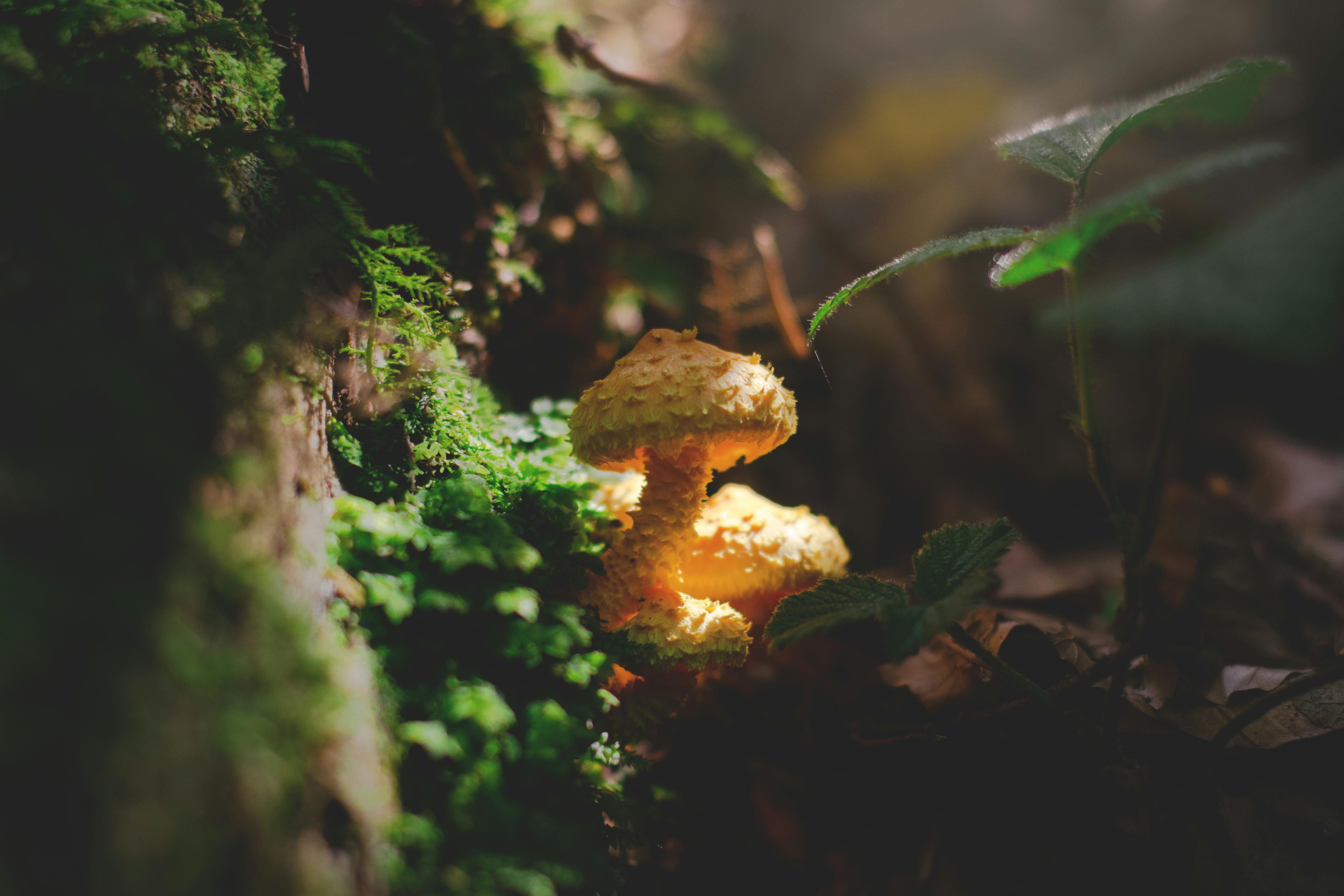 EXPLORING MUSHROOMS: FROM KITCHEN STAPLE TO WELLNESS TREND