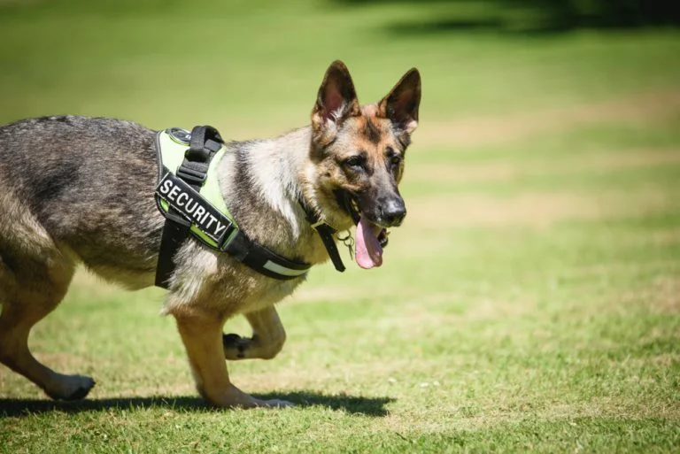 How Security Dog Services Coventry Strengthen Your Security Strategy